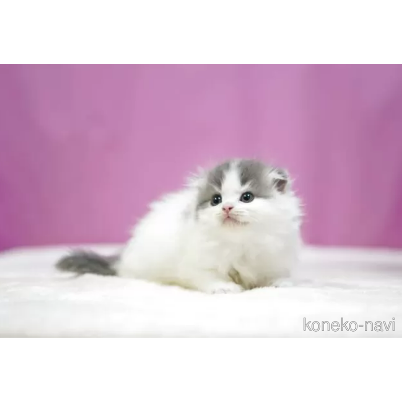 販売中の埼玉県のスコティッシュフォールド(折れ耳)-121597の5枚目
